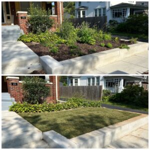 C7118F34-D8E8-4855-8F00-F48D68E9D84F Lawn to landscaping conversion.